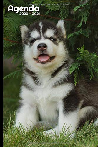 Télécharger Agenda Scolaire 2020 2021: Chiot, Husky | Agenda semainier, Format A5 | Pour les étudiants, profess Francais PDF