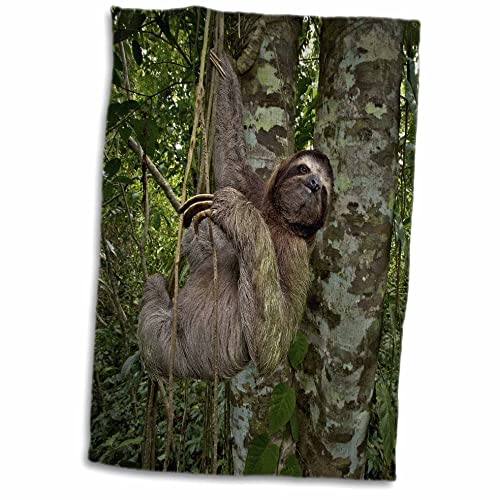 3dRose Three-Toed Sloth Caribe Costa Rica Kitchen Towel #TOP25