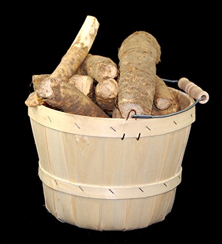Horseradish Roots 1 pound,( USA Only,Can Not be shipped internationally) Ready For Planting or Preparing As Sauces or Dressings etc. - Image 3