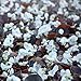 Outsidepride Begonia Wax White - 5000 Seeds