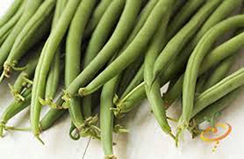 Bean, Top Crop Bush, Heirloom, 200 Seeds, Great Tasting Fresh or Cooked