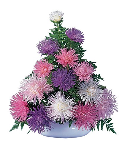 Burpee Fireworks Mixed Aster Seeds 100 Seeds #TOP16