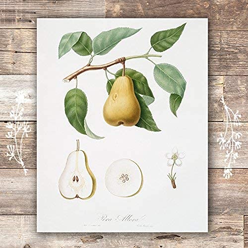 Vintage Fruit Art Prints - Kitchen Botanical Prints - (Set Of 6) - Unframed - 8X10S #TOP7