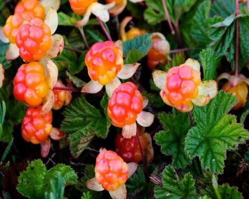 50pcs red Cloudberry Fruit Seeds