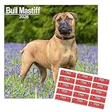 chien bullmastiff noir Formato cuadrado de pared: Diseñado en un formato cuadrado para colgar en la pared, este calendario añade un toque de elegancia a cualquier espacio, resaltando la presencia imponente y noble de los Bullmastiff.