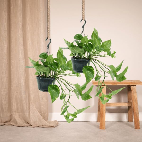 Efeutute Epipremnum Aureum Scindapsus Zimmerpflanze Ø15 cm 25 cm