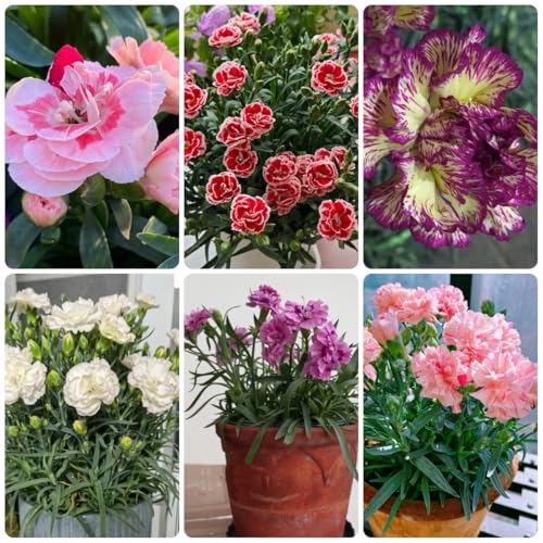 semillas de clavel perenne, clavel dulce, sombra de clavel de jardín, resistentes en cubierta perenne 550pcs