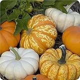 Harvest Blend Pumpkin Mix 15 Seeds 3 Little Cuties Hooligan, Gooligan & Bumpkin