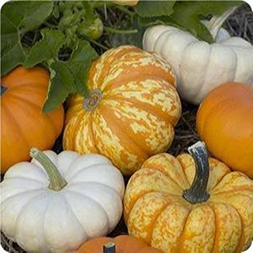 Harvest Blend Pumpkin Mix 15 Seeds 3 Little Cuties Hooligan, Gooligan & Bumpkin