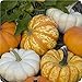 Harvest Blend Pumpkin Mix 15 Seeds 3 Little Cuties Hooligan, Gooligan & Bumpkin