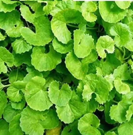 Growcity-Thankuni/Thalkudi - Indian Pennywort Live Healthy Plant (Centella asiatica) - Asiatic Leaf Herb Gotu kola, kodavan, Mandukaparni, Vallarai keerai and Asiatic pennywort (B0CVFGFXGT) Amazon Price History, Amazon Price Tracker