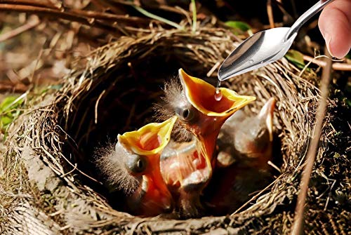 20 /50MLBaby Bird Parrot Manuelle Fütterungsspritze Set mit 6 Stück gebogenen Gavage-Röhrchen und Edelstahl-Metall-Fütterungslöffel (50ML) – Bild 3