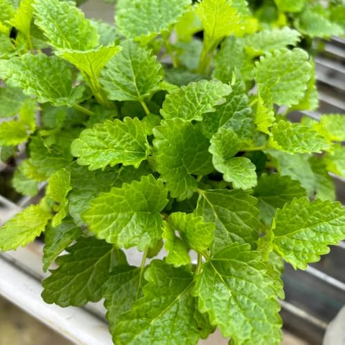 semi di melissa - giardino vecchie varietà resistenti perenni 100pcs