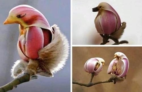 Yulan Magnolia Tree Seeds - 5 semillas para cultivar - Los brotes de primavera parecen pájaros rosados