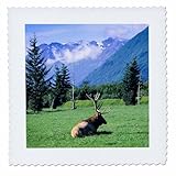 Square dimensions (in inches): 16 L x 16 W, image dimensions (in inches): 14 L x 14 W 100% poloyester; image is soft to touch. Made in USA Edges have pinking shear cut Image will not fade with washing. Image not a transfer, part of material