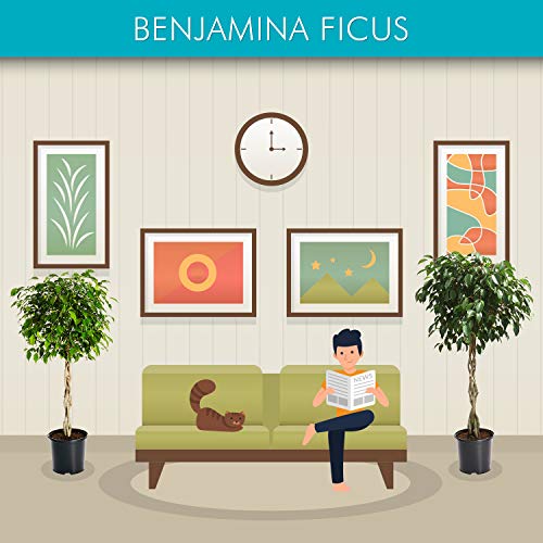 Brighter Blooms - Benjamina Ficus Tree - Unique Potted Tree, Perfect As A Patio Plant Or Indoor Tree (3-4 Ft.) #TOP2