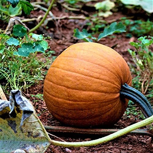 Calabaza, semillas de calabaza pequeñas de azúcar, reliquia, sin OMG, 200 semillas, calabazas pequeñas