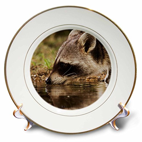 3dRose cp_84566_1 Northern Raccoon Wildlife, Hill Country, Texas - NA02 RNU0709 - Rolf Nussbaumer - Porcelain Plate, 8-Inch