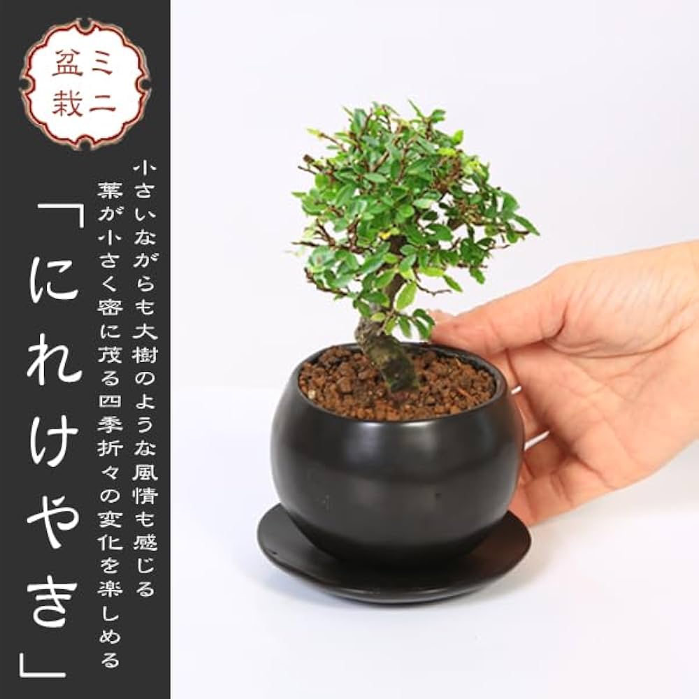 盆栽鉢　植木鉢　　美芸２鉢　　早い者勝ち 盆栽鉢 植木鉢 美芸2鉢 早い者勝ち