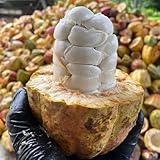 Semi di Theobroma cacao - biologici rare decorative esotiche resistenti 25pcs