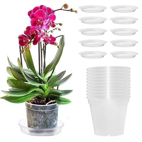 Pizsieat 10 Pieza Maceta Orquidea Transparente Macetas Para Orquídeas 11,5cm Tiestos Para Orquideas Con Agujeros De Drenaje Para Balcón Interior Y Exterior Pizsieat 10 Pieza Maceta Orquidea Transparente Macetas Para Orquídeas 11,5cm Tiestos Para Orquideas Con Agujeros De Drenaje Para Balcón Interior Y Exterior