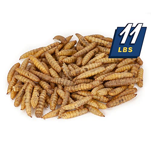 North American Grown Dried Black Soldier Fly Larva (11 lbs) - More Calcium Than Mealworms - Treats for Chickens, Wild… - Image 3