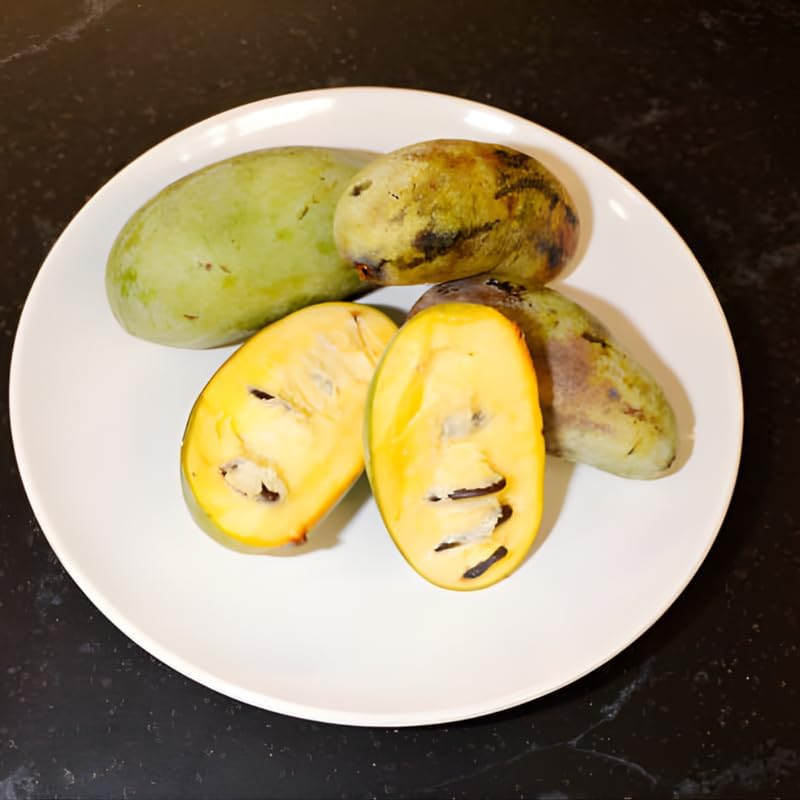4 Live Pawpaw Tree, Well-Rooted 12-24" Tall, Cold-Hardy Edible Plant for Landscapes and Home Orchards, Dormant Plant