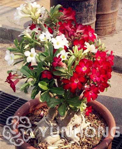 1 pcs Desert Rose Adenium Obesum Flower Seeds for Gardening Red