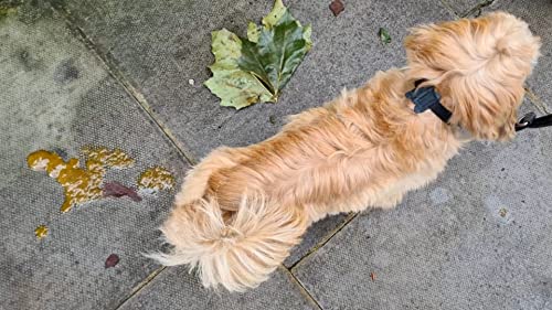 Tidy Doggy super powder, to pick up dog diarrhoea (dhiarrea) and absorbe pee on carpets. A very simple solution - Image 5