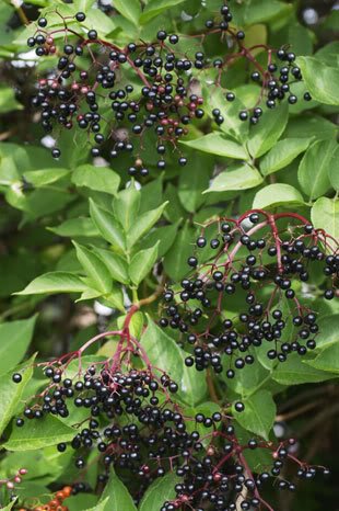 25 American Elderberry Fruit Bush Shrub Tree Sambucus Nigra Seedscomb S/H #TOP4