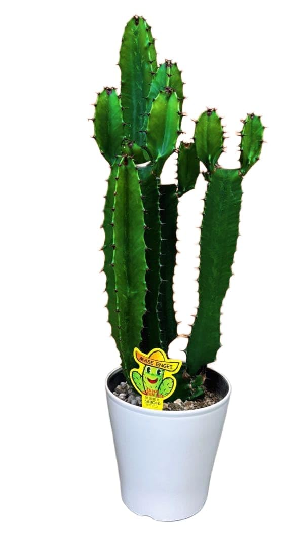 Amazon｜サボテン 大雲閣 約60cm 観葉植物 ユーフォルビア インテリア