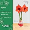 Costa Farms Amaryllis Live Plant in Bulb, Easy to Maintain Flowering Indoor Houseplant, Perfect for Christmas, Holiday Room Decor, Great House Warming or Birthday Gift #3