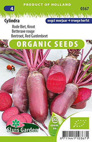 Betterave rouge Cylindra - Graines Biologiques