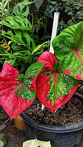 Siddhi Vinayak Gallary Siddhi Vinayak Gallery Flowers Bulbs Caladium Peppermint Leafy Plant Hybrid Bulbs For Indoor Outdoor Home Gardening (Mix Colour,Pack Of 2 Bulbs) (B09PFQHVDH) Amazon Price History, Amazon Price Tracker