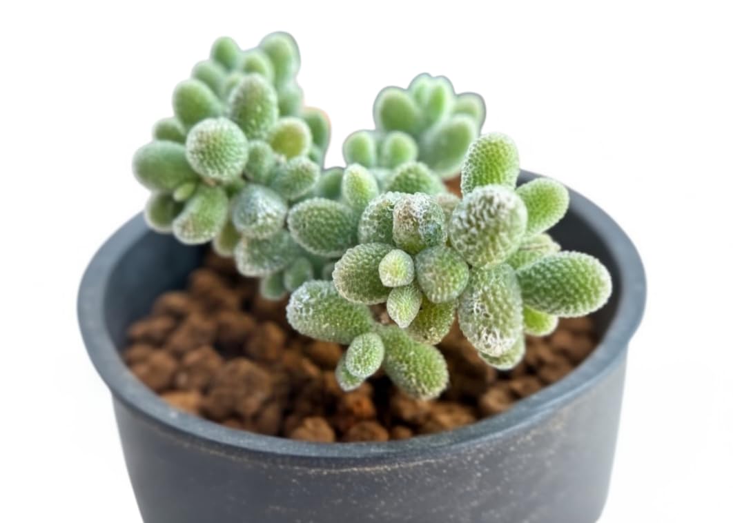 Amazon｜多肉植物 ドロサンテマム 氷晶 ランダム抜き苗 1株 観葉｜観葉