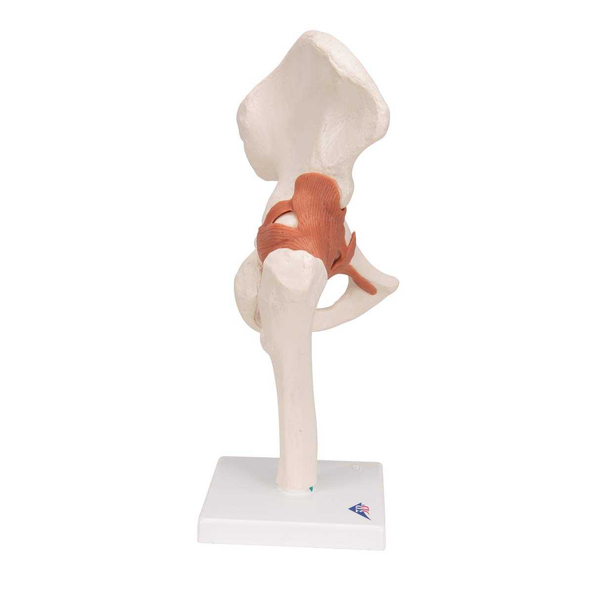 3B Scientific A81 Articolazione dell'Anca, Modello Funzionale + software gratuito di anatomia - 3B Smart Anatomy