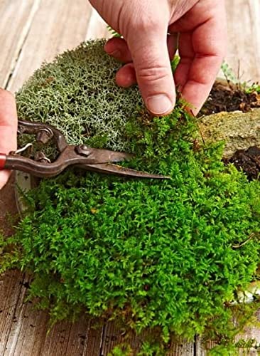 Radha Krishna Agriculture® Moss Grass Great for home, Garden Decor ( Pack of 10 gm ) (B09R42KL6C) Amazon Price History, Amazon Price Tracker