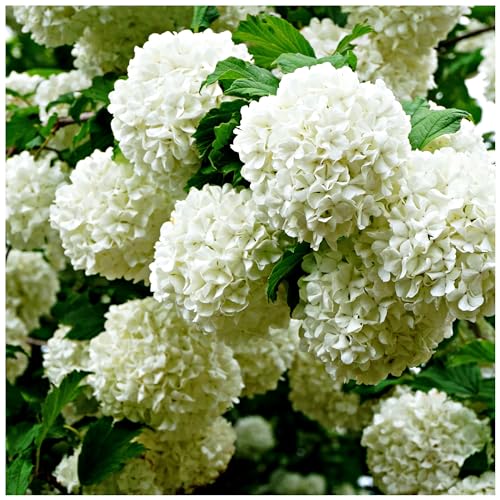 Viburnum opulus 'Roseum' Plant/Snowball, Guelder Rose, in 2L Pot, Stunning Flowers 3fatpigs®