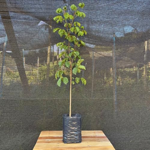 Muda de Ipê Amarelo Nativa 100cm - Rápido Crescimento e Floração ...