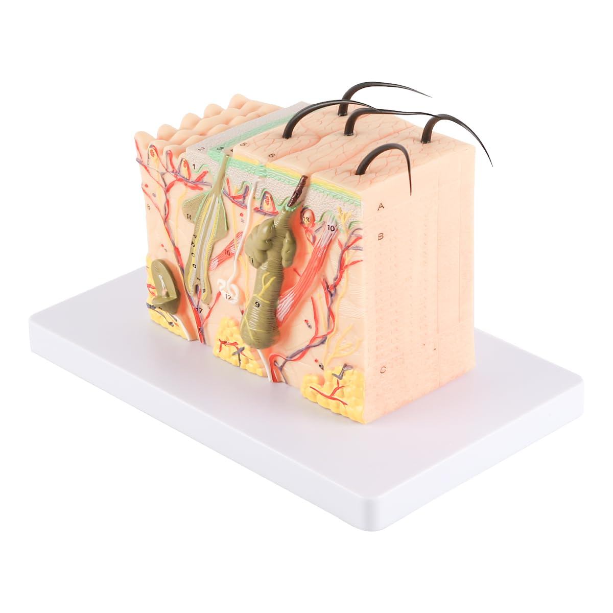 Modelli Artificiali Modello di Pelle ingrandito 35x per Studio anatomico e Istruzione dermatologica Modello di Struttura della Pelle 3D con 25 marcatori digitali Materiale in PVC