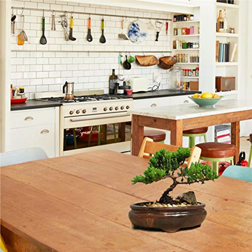 9GreenBox Bonsai Juniper Tree - Japanese Art Live House Plants for Indoor and Outdoor Garden - Dwarf Trees in Container Pot for Home and Office Decor - Best Gift for Mothers Day, Christmas - 4 Pounds - Thumbnail 2