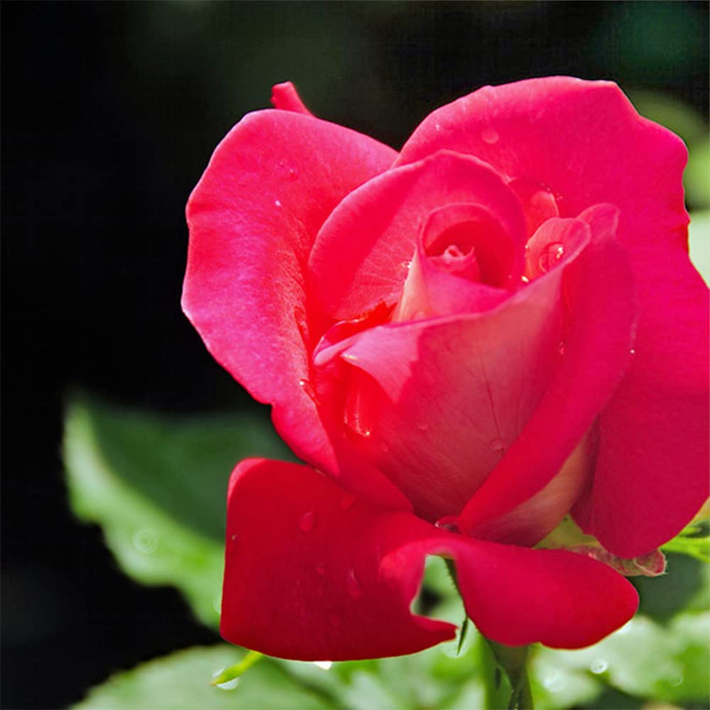 Amazon.co.jp: ITANSE 薔薇 つるファンタジア 4号 1個売り[花木
