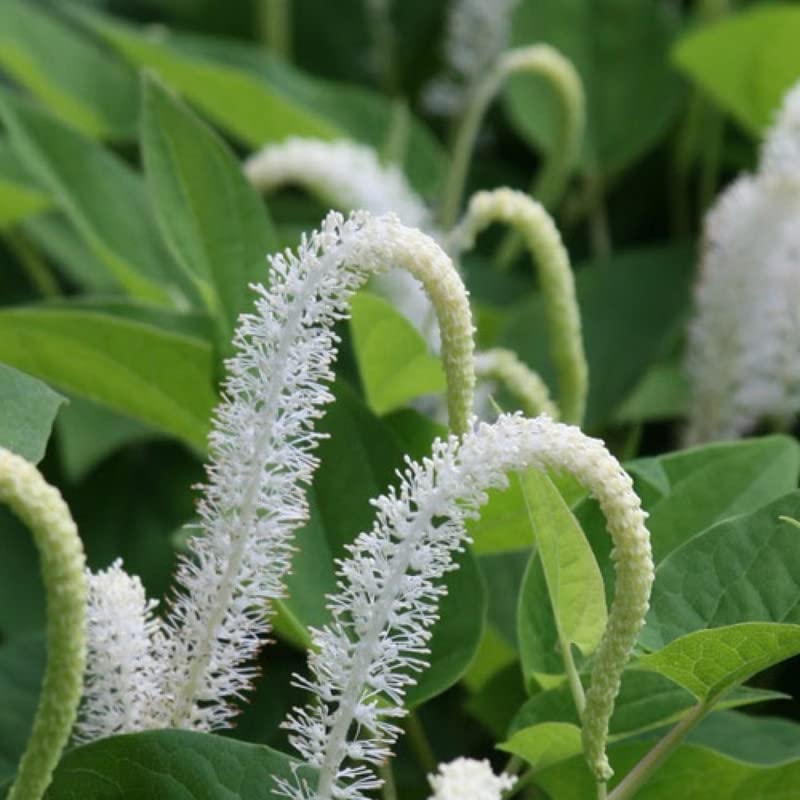 Chalily Native Lizard's Tail