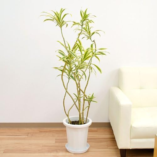 Amazon ドラセナ ソングオブインディア 中鉢 8号 観葉植物 オンライン通販
