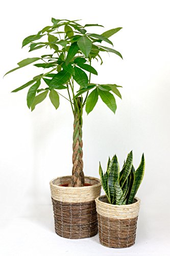 Amazon｜観葉植物 本物 8号+6号セット パキラ8号・サンスベリア6号