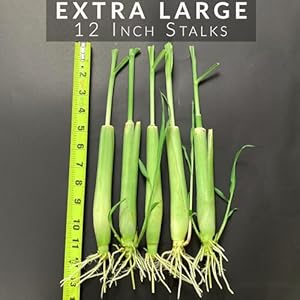 5 lemongrass plants 12 inches long rooted  ready to plant organic lemon grass live plants natural mosquito repellent premium quality stalks perfect for tea and essential oils   cucciolini doodles