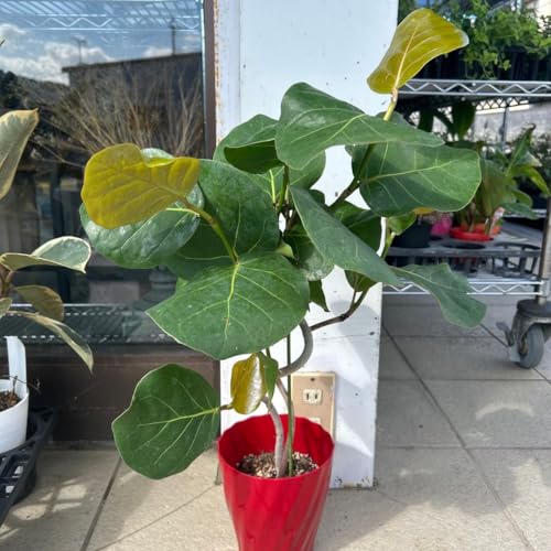 tBJX V[O[v n}xuhE RRo Ȃd5 aj Vzj 