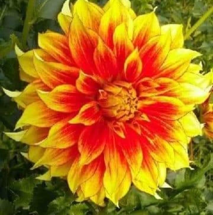 Image of Imported Dahlia Flower Bulbs For Your Home And Gardening Pack of 2 Bulbs (red white mix)