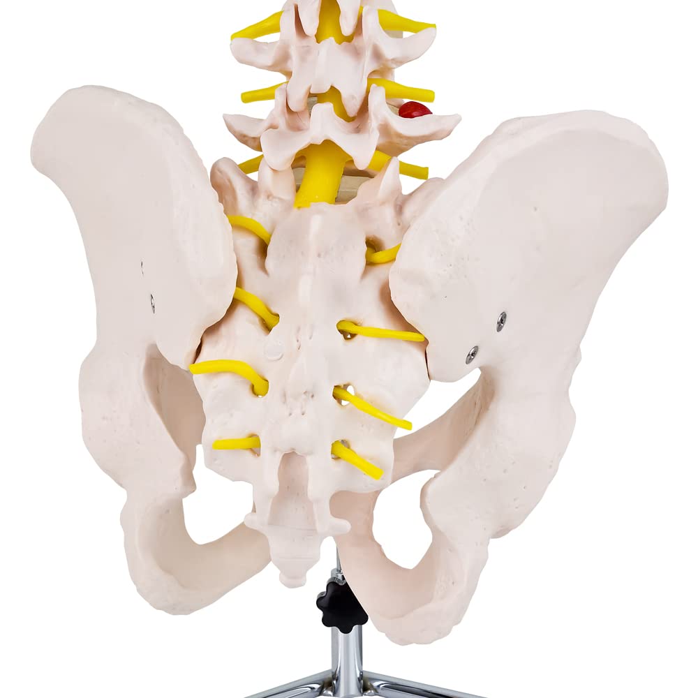 Columna vertebral flexible – Rashi modelo – 75 cm – soporte incluido
