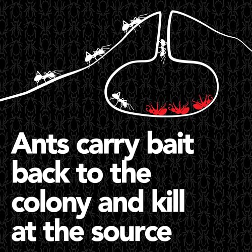 Image of Raid Max Liquid Ant Bait; Kills Ants Where They Breed, for Indoor and Outdoor Use; 8 Bait Stations,Pack of 12